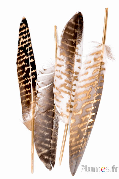 Gans - Mr Darcy’s Letter - 15-20 cm - wit-goud